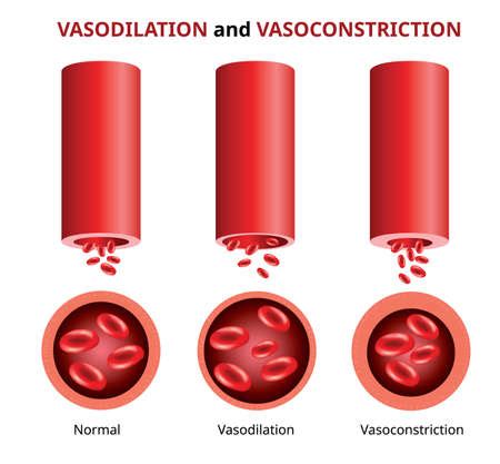 Vector of Vasodilation and - ID:134720282 - Royalty Free Image - Stocklib