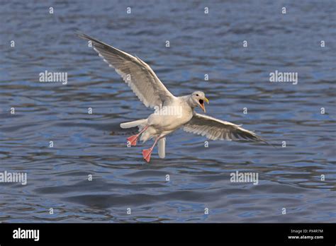 Adult Glaucous Winged Gull In Flight At Seward Alaska Stock Photo Alamy