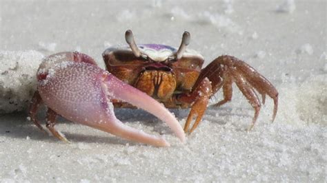 Atlantic Sand Fiddler Crab Leptuca Pugilator INaturalist