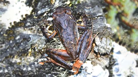 New Species Of Horned Frog Discovered In Arunachal Northeast Live