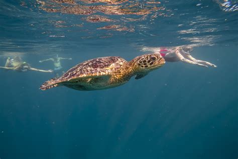 5 Stunning Diving Spots In Samoa Truly Pacific