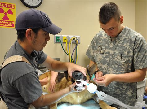 Animal Care Specialists Learn Critical Skills In Support Of Veterinary