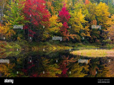 Fall Foliage Along Raquette River Adirondack Mountains New York Usa