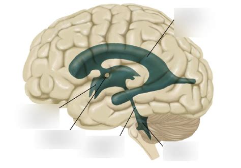 PSY 482 Chapter 3 Ventricles Diagram Quizlet