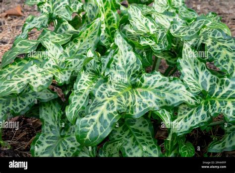 Cluster Leaves Arum Italicum Marmoratum Lords And Ladies Green Hardy Plant Spring Garden