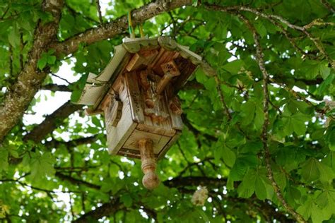 Ilmaisia Kuvia puu luonto metsä haara puun lehti eläin