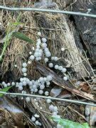 Id Request Mauritius Mushroom Hunting And Identification Shroomery