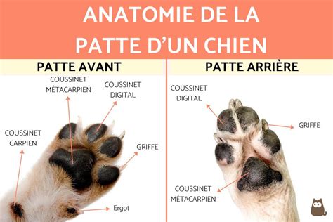 Anatomie De La Patte Du Chien GUIDE COMPLET