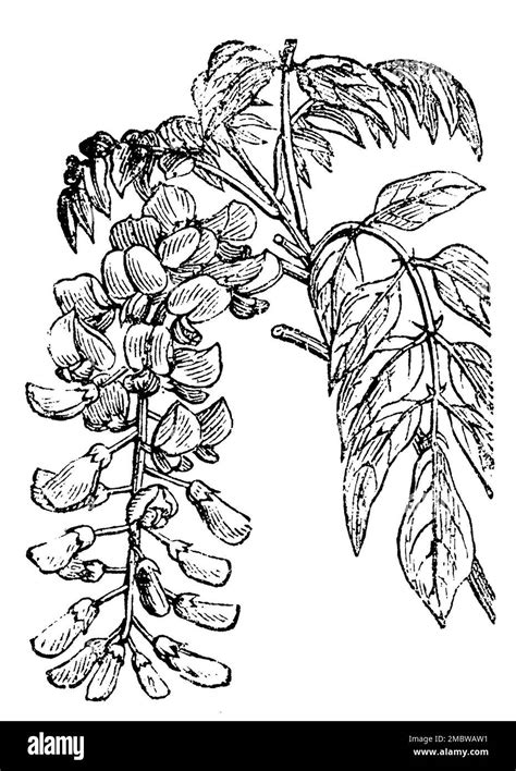 Chinese Wisteria Wisteria Sinensis Garden Book 1877 Chinesische