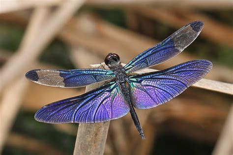 Purple Dragonfly Rhyothemis Fuliginosa Jawaka Flickr