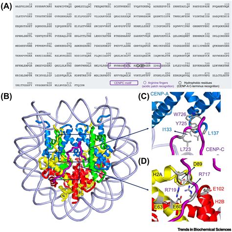 The Cenp A Nucleosome Where And When It Happens During The Inner