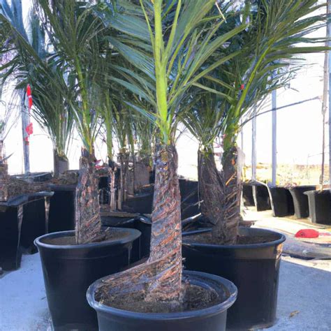 Venta De Palmera Datilera Ra Z Verde