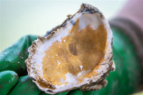 Will The Oyster On Your Plate Have A Pearl In It Southern Maryland