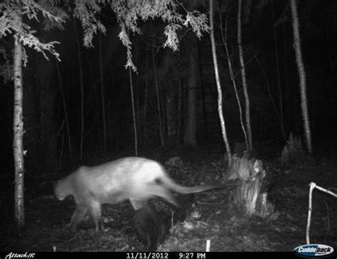 Dnr Releases Photo Of Cougar In Michigans Upper Peninsula Confirms 3 Sightings