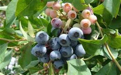 Brightwell Rabbiteye Blueberry - 1 Gallon - Shrub, Fruit - Blueberry ...