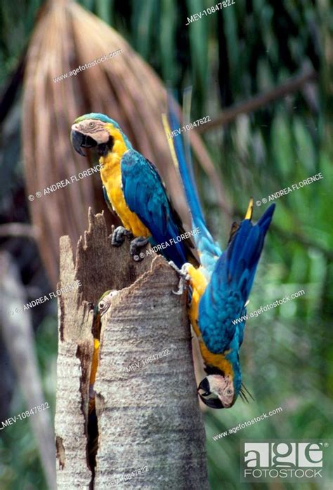 Blue And Yellow Macaws Blue And Gold Macaws Adult Pair At Nest Ara