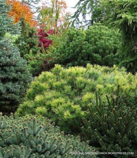 Integrating Conifers Into A New Planting Perennial Bed Conifers