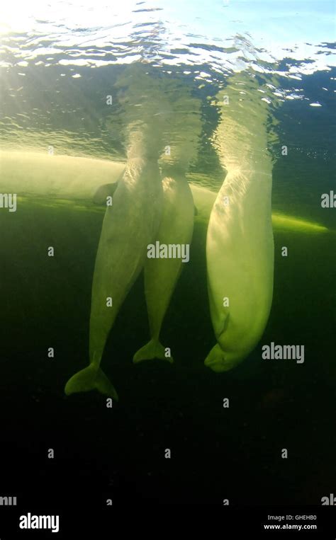 Three Beluga Whales Under Ice White Whale Delphinapterus Leucas