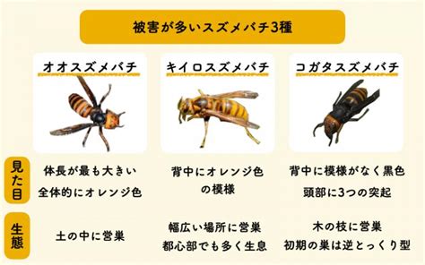 【スズメバチ9種類の見分け方】危険性と対策を知って冷静に対処しよう 【ハチおじ】ハチ大好きおじさんのスズメバチ相談室