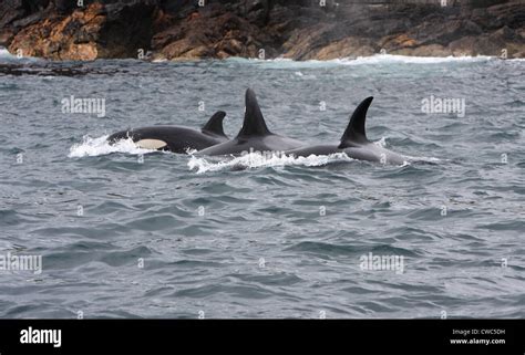 Killer Whales Orcinus Orca Shetland Islands Scotland UK Stock Photo Alamy