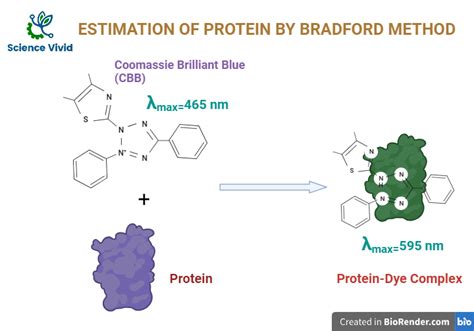 Estimation Of Protein By Bradford Method Principle Procedure