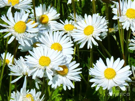 Daisies Artwork Photograph By Lutz Baar Fine Art America