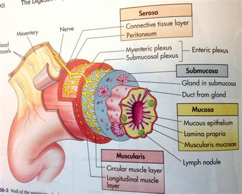 Digestive System Flashcards Quizlet