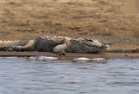 Mugger Crocodile, Crocodylus Palustris Basking on the Banks of Chambal ...