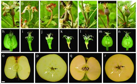 Fruit Morphology Of Hormone Treated And Control Fruits A G Fruits On Download Scientific