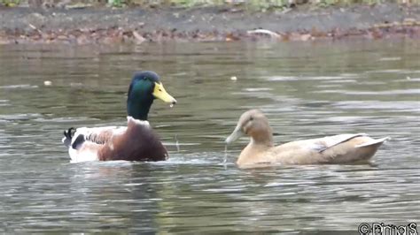 Domestic Ducks Mating Hausenten Paarung Youtube