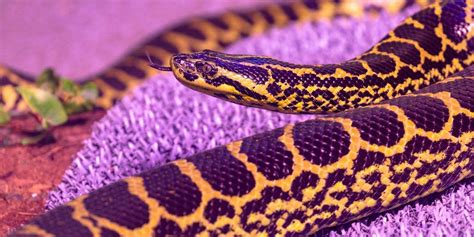 Creature Feature: Yellow Anaconda | Assiniboine Park Conservancy