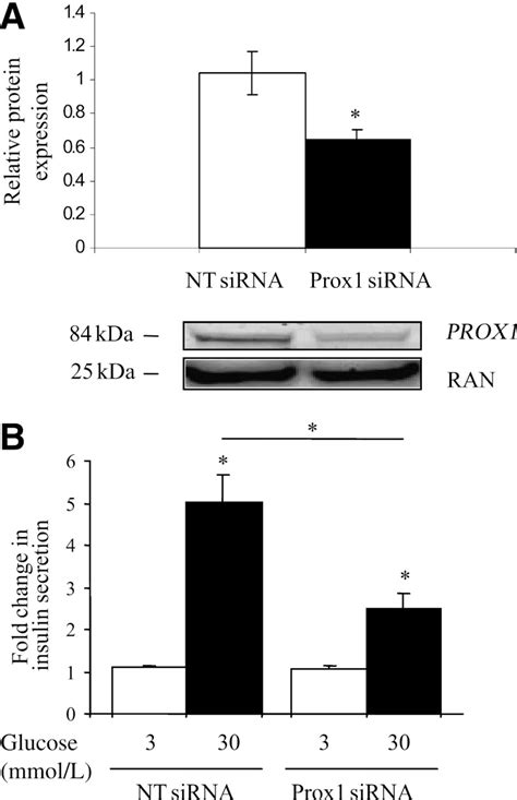 The Sirna Knock Down Of Prox Reduces The Glucose Stimulated Insulin