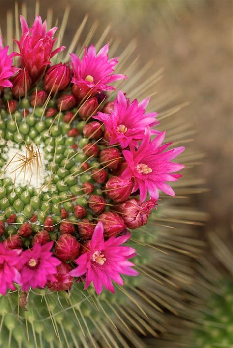 Pink Cactus Flower In Full Bloom by Zepperwing