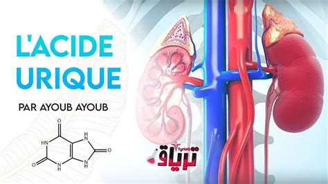 Biochimie L Acide Urique En 15 Min Par AYOUB YouTube