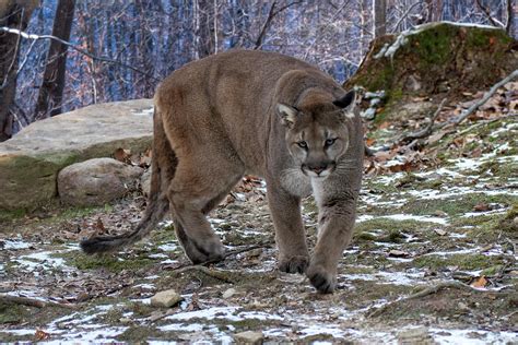 Mountain Lion Walking Ubicaciondepersonas Cdmx Gob Mx