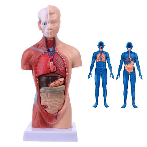 Buy LUCKFY Human Torso Body Model Anatomy 28CM Torso Model Detachable