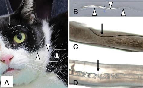 Gewellte Schnurrhaare als Indikator für FeLV bei der Katze vetline