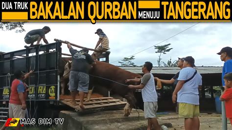 Akhirnya K Pak Priyo Kirim 2 Truk 19 Ekor Sapi Bakalan Qurban Ke