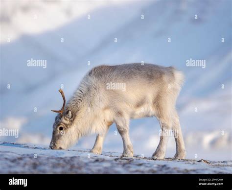 Female Svalbard Reindeer Rangifer Tarandus Platyrhynchus Near