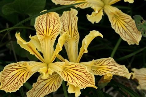 Native Iris Shooting Star Nursery