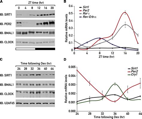 Sirt Regulates Circadian Clock Gene Expression Through Per