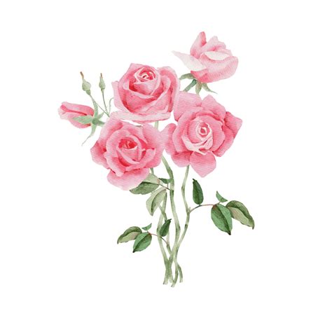 Watercolor Pink Rose Flower Bouquet For Valentines Day Vector