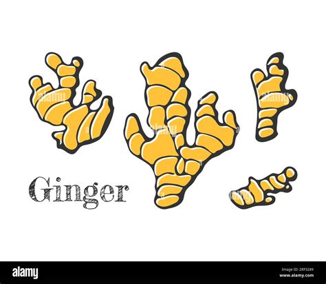 Gingers Set Doodle Hand Drawn Isolated White Background Vector