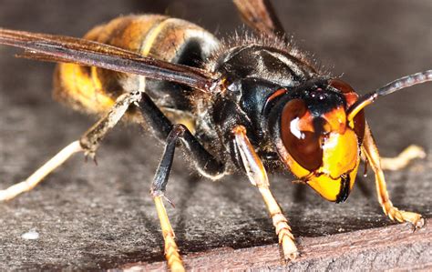 Asian Hornet Where To Report Sightings Pest Control News