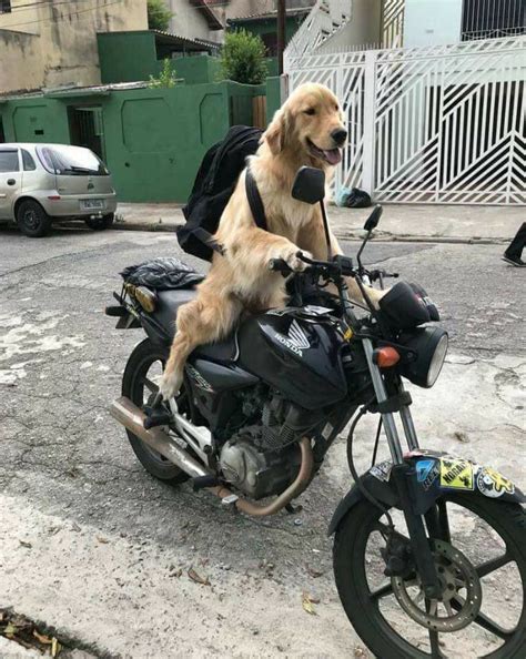 My friend's dog on a motorcycle : r/funny