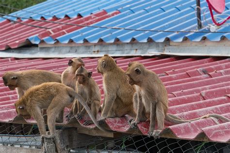 Uma Gangue De Seis Macacos Adolescentes Está Sentada No Telhado Da Casa