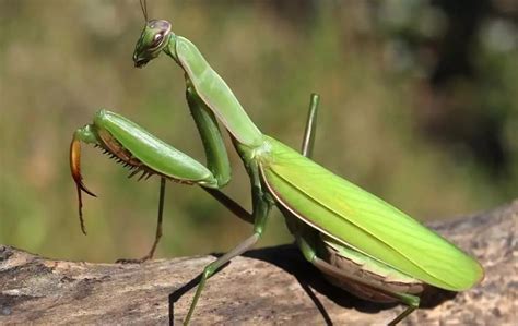 Tótem Mantis Religiosa Cuál es su significado espiritual