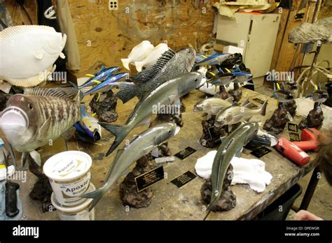 Butchering Deer Hi Res Stock Photography And Images Alamy