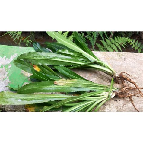 Jual Daun Walang Sangit Bisa Ditanam Shopee Indonesia