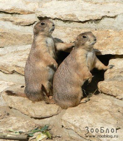 Чернохвостые луговые собачки (Cynomys ludovicianus) | ЗооБлог